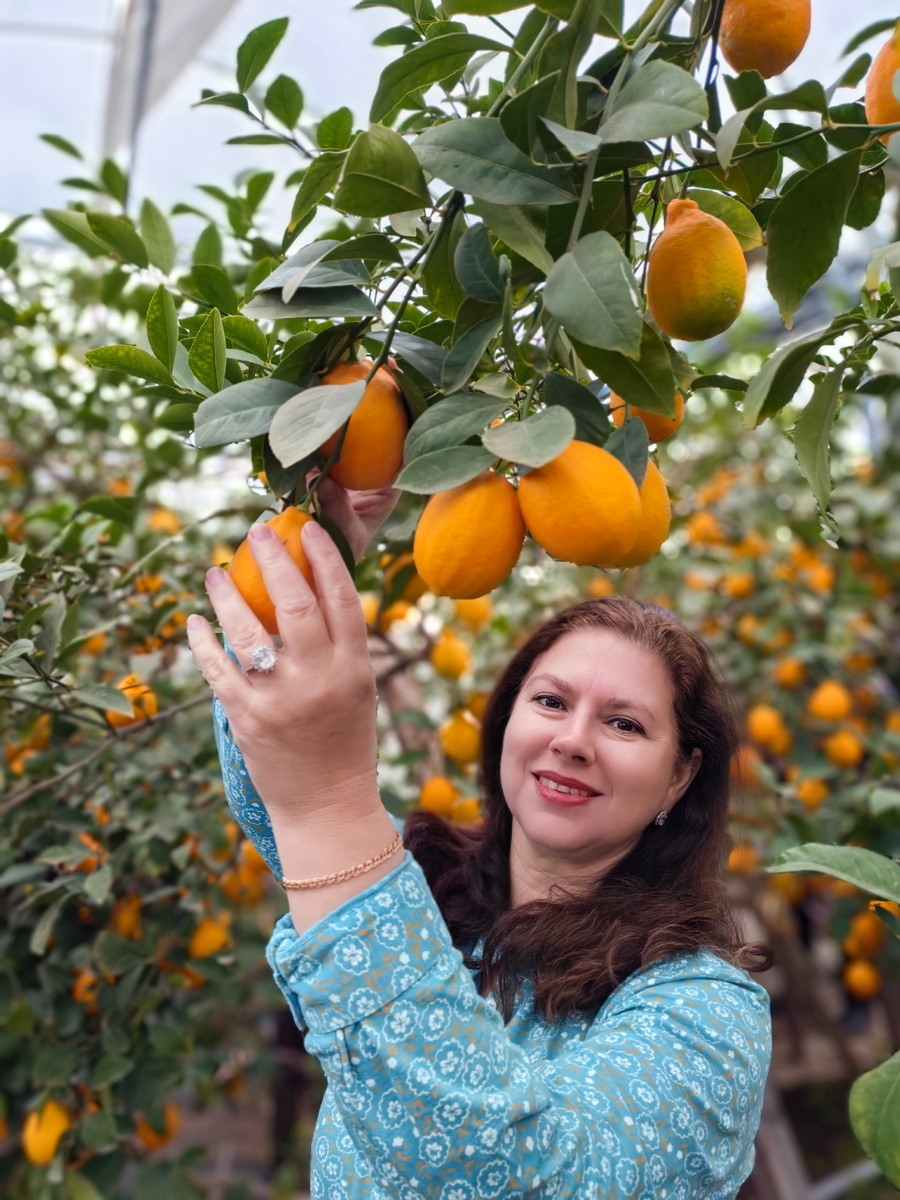 Лимоны можно самостоятельно собрать с дерева. Фото автора.