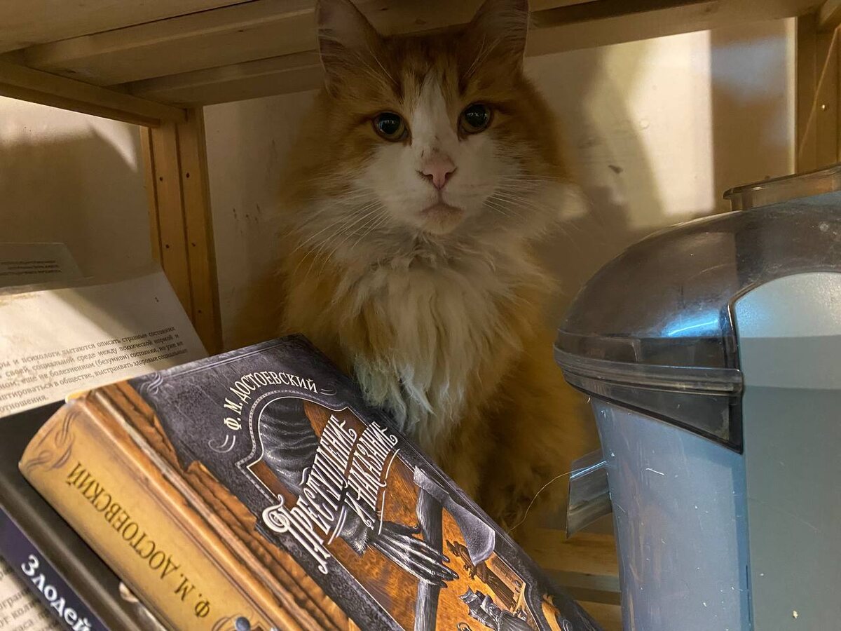 Достоевский на переднем плане как бы намекает...