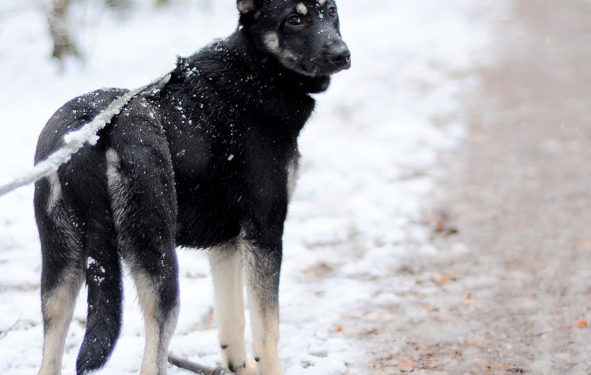Хозяйке собаки нужно было ложиться на операцию, а щенков соседи предложили сдать в «хороший» отлов