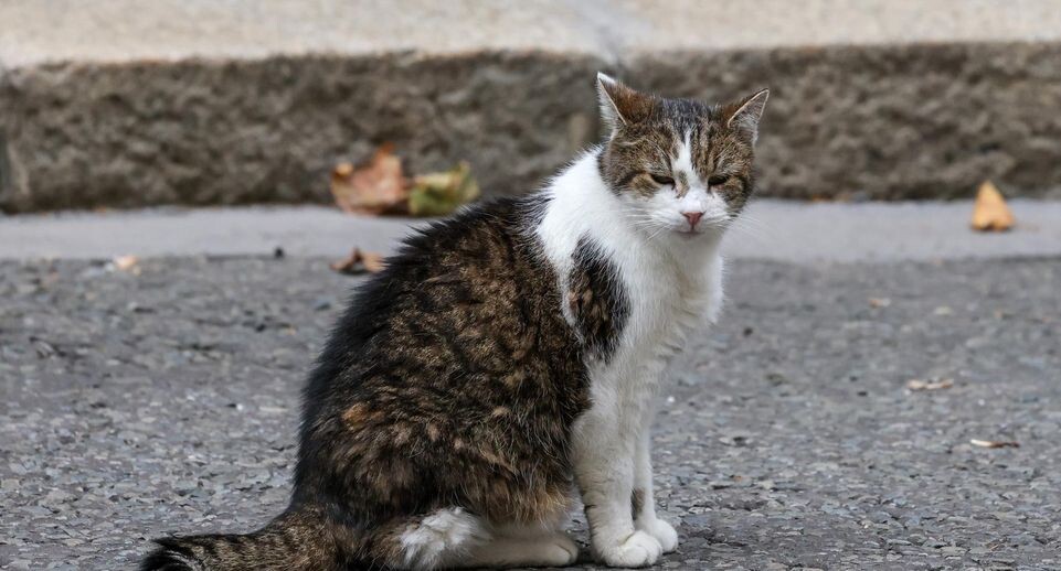    Dinendra Haria/Keystone Press Agency / www.globallookpress.com