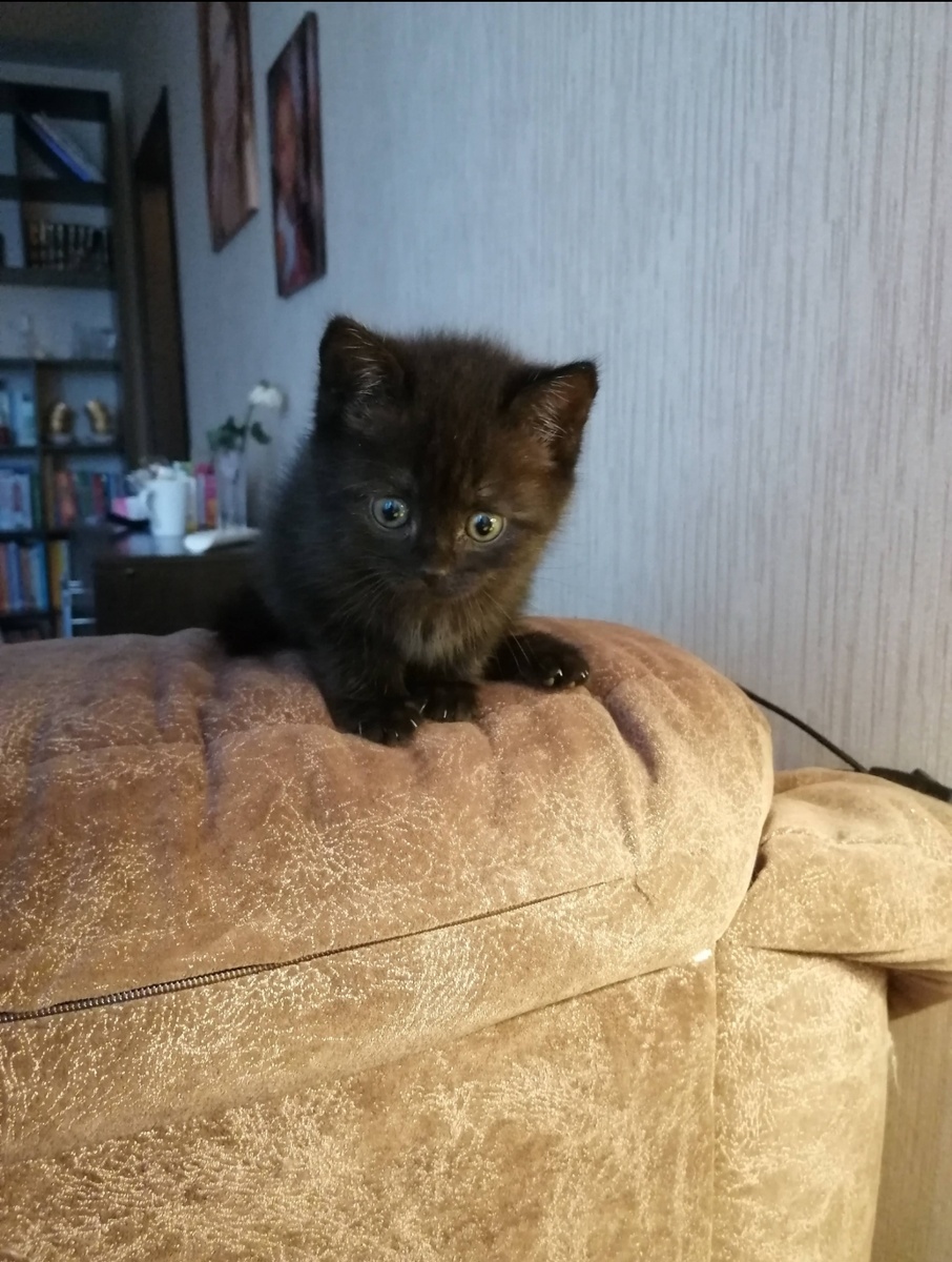 Чита малышка. Никто не ожидал от такой милахи столько активности, да? 