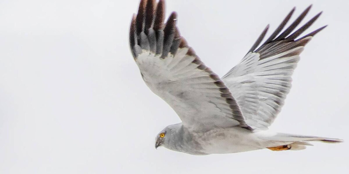 Полевой лунь. Фото ДПиООС