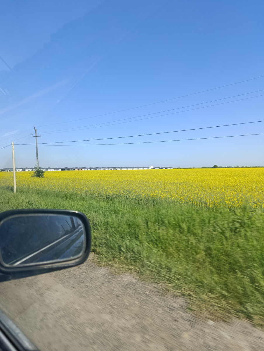 Горчичные поля в Румынии