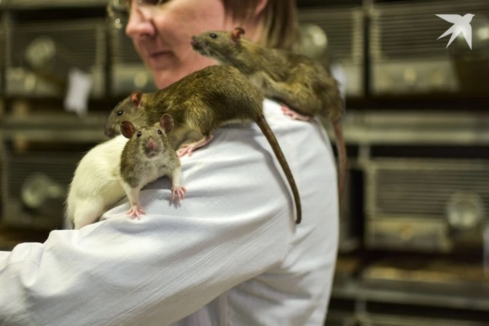    Крысы могут разносить опасные болезни. Фото используется в качестве иллюстрации: архив «КП». Алена МАРТЫНОВА