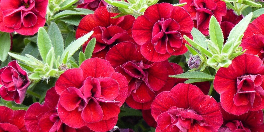 Не петунией единой: 35 шикарных растений, которые превратят кашпо в цветущий водопад на зависть соседей