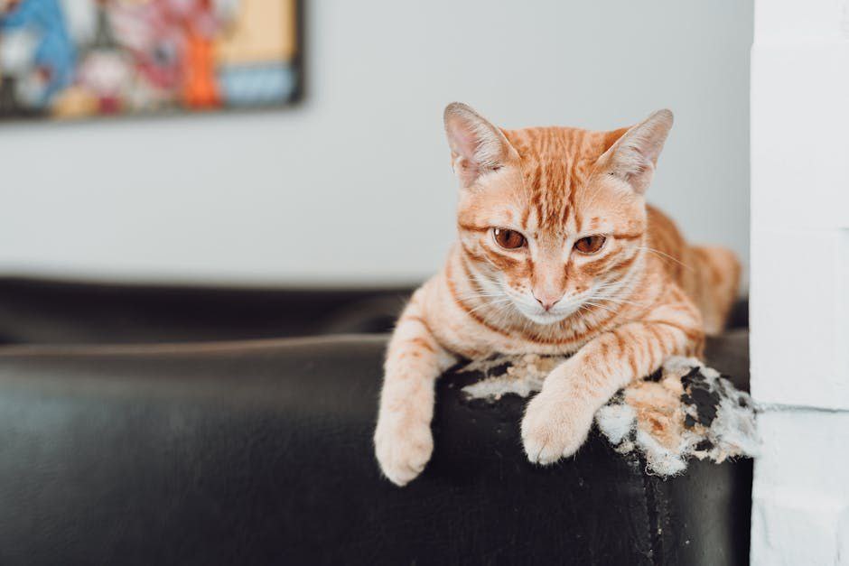 Автор: SAULO LEITE