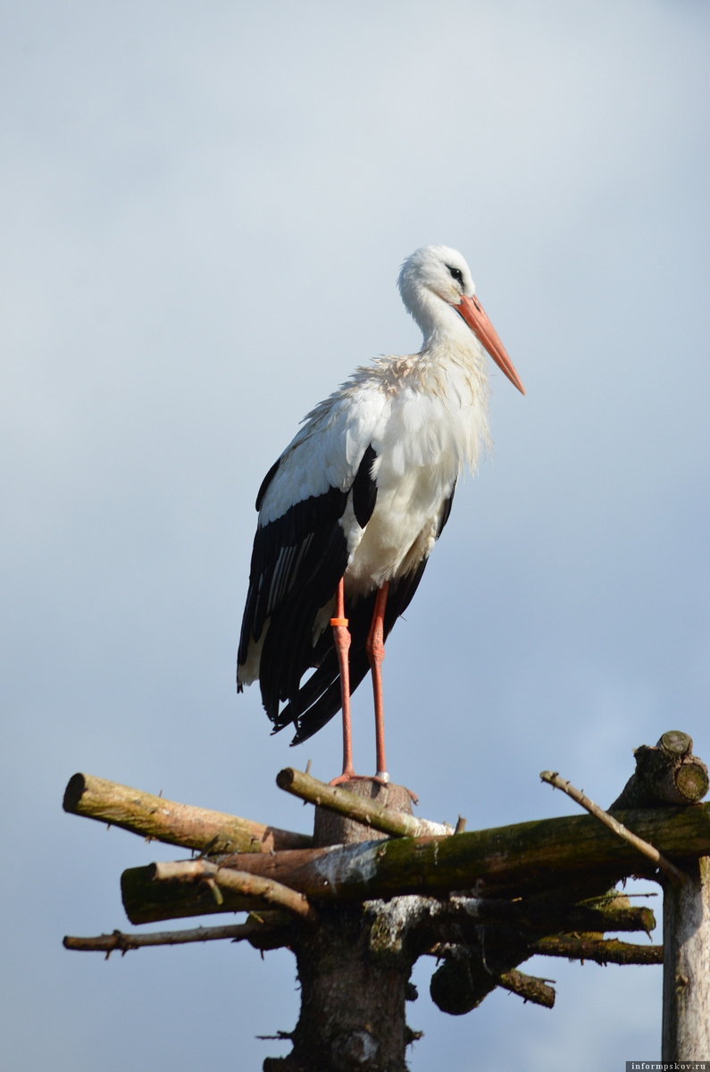 Евгений – немецко-ненецкий аист. Фото из группы «Дом белого аиста» в соцсети «ВКонтакте»