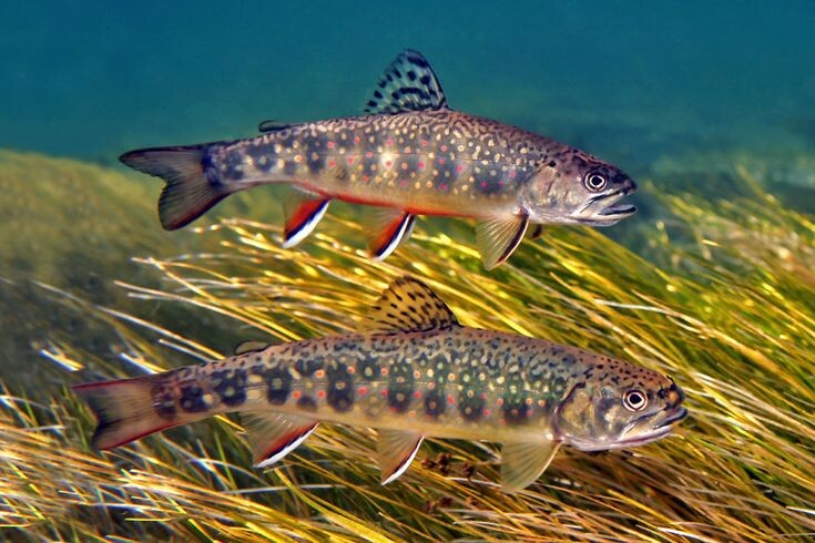 Фотография из интернета