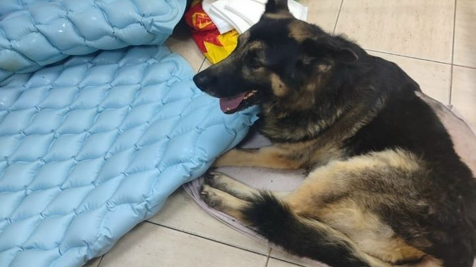 В Курске волонтеры пытаются спасти собаку, вывезенную из приграничья