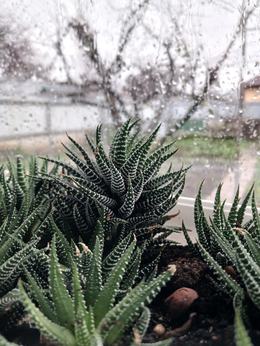 Декабрь уж на дворе...