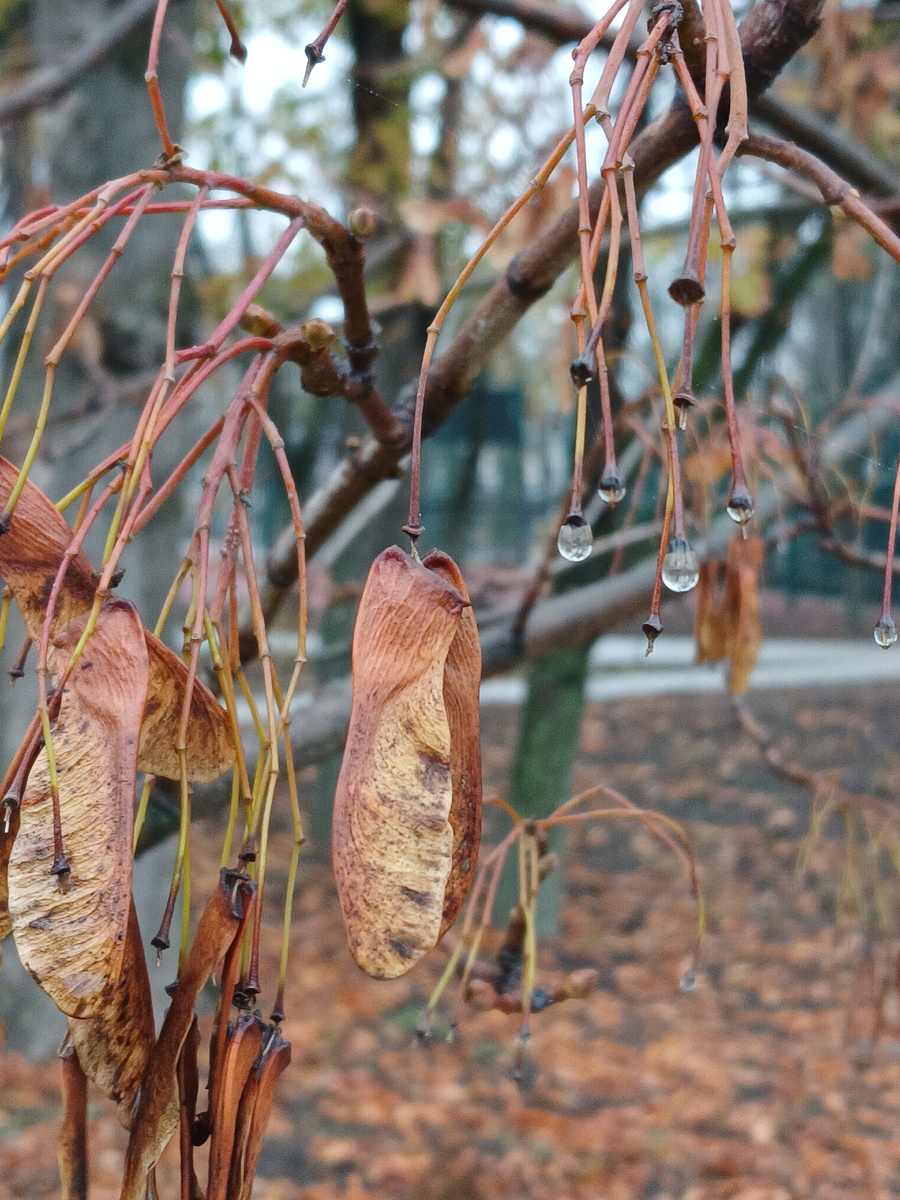 Крылатки клена