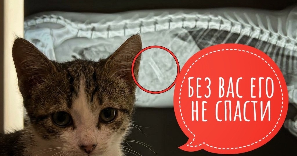 Думали, обойдётся, а в итоге НЕОБХОДИМА СЕРЬЕЗНАЯ ОПЕРАЦИЯ!