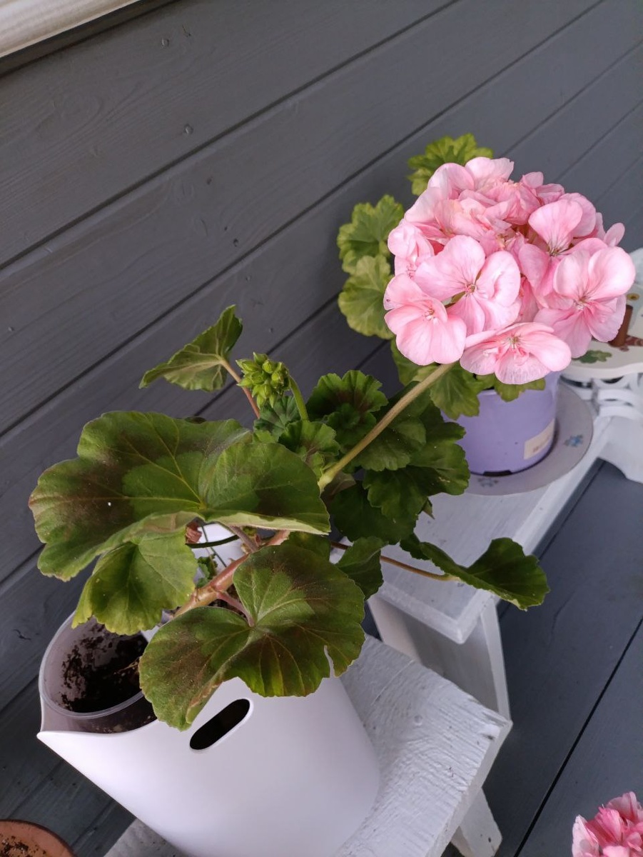 Моя пеларгония на даче