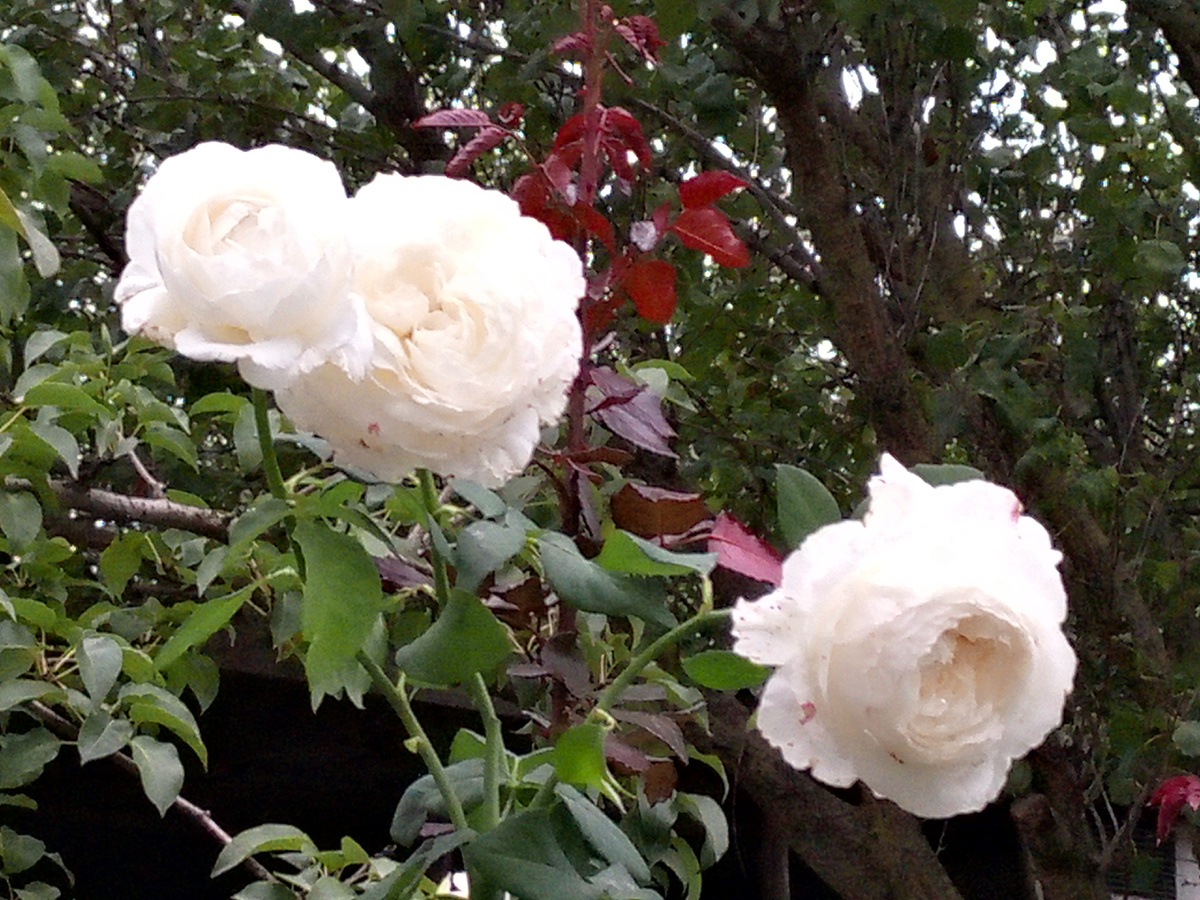 "Принцесса Миюки" в моем саду.