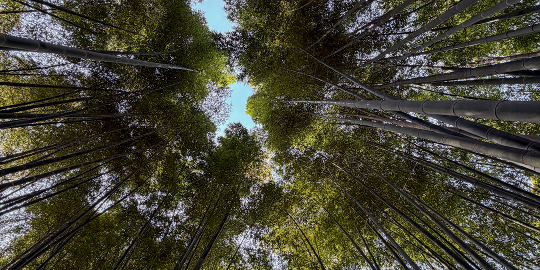 Бамбуковый храм Киото: Кодай-дзи