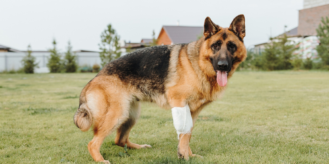 Собака - породистая. Хозяева - алкаши. Цепь - плохая. Машина - дурная. Остальное в посте...