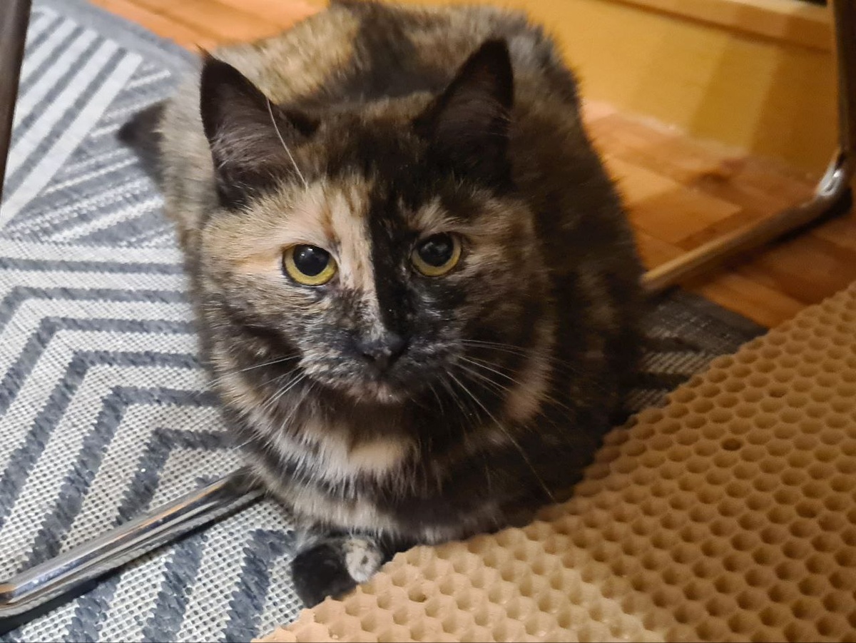 Муза. Кошка-луна