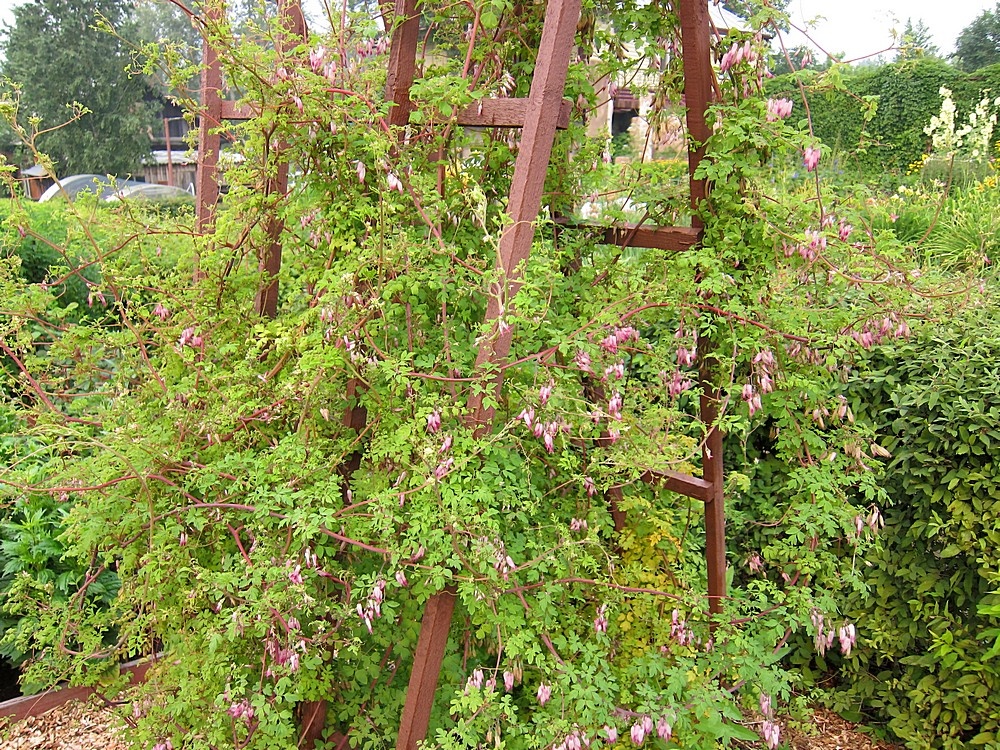 Адлумия на опоре