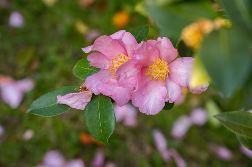 Субтропический научный центр РАН