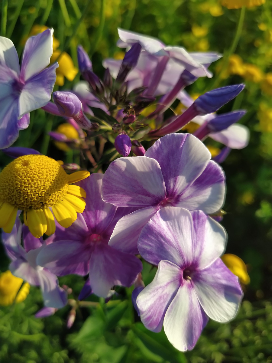 1 Флокс Гжель и антемис. 6 фото, листайте