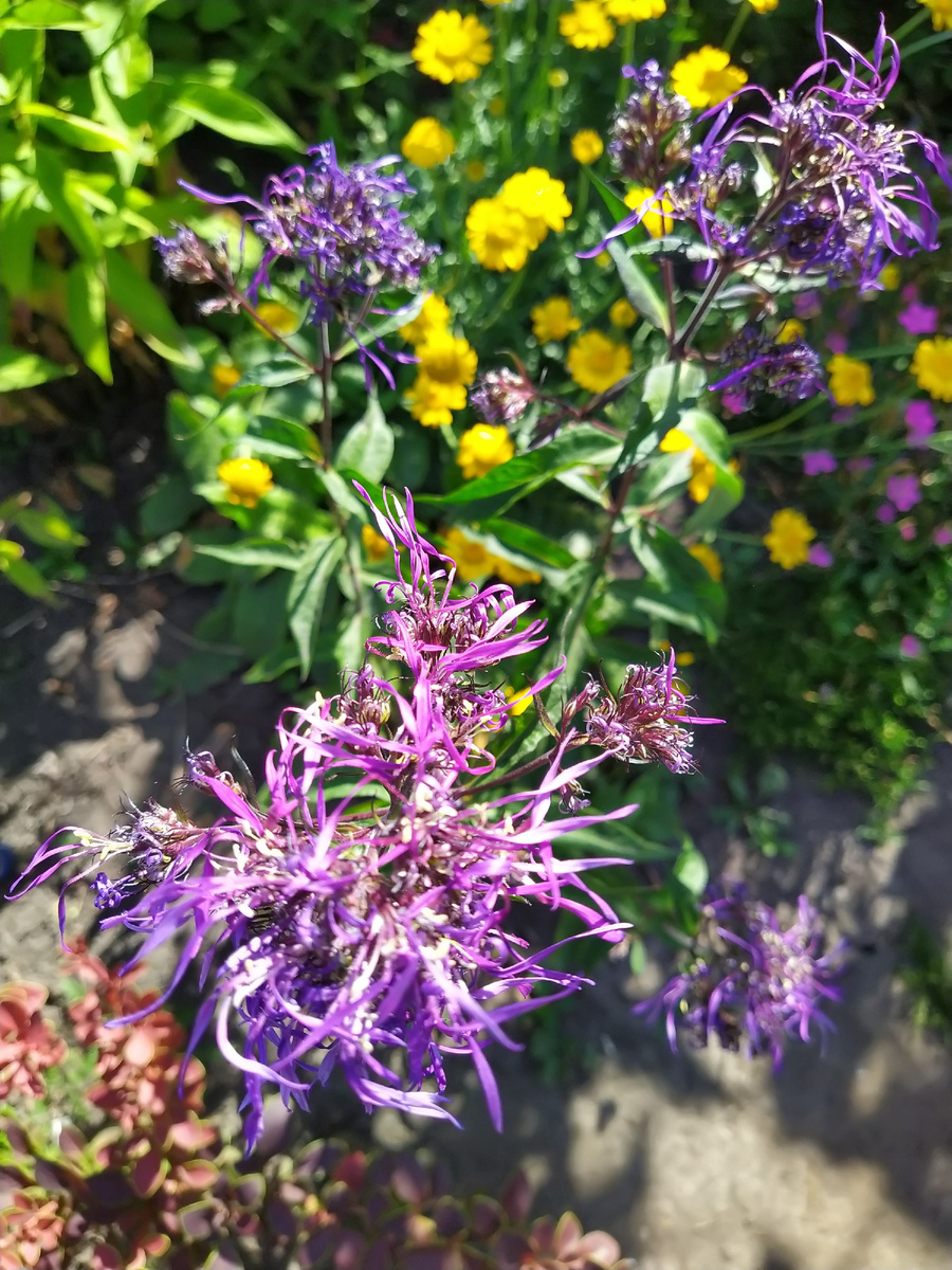 2 Флокс Гений и антемис