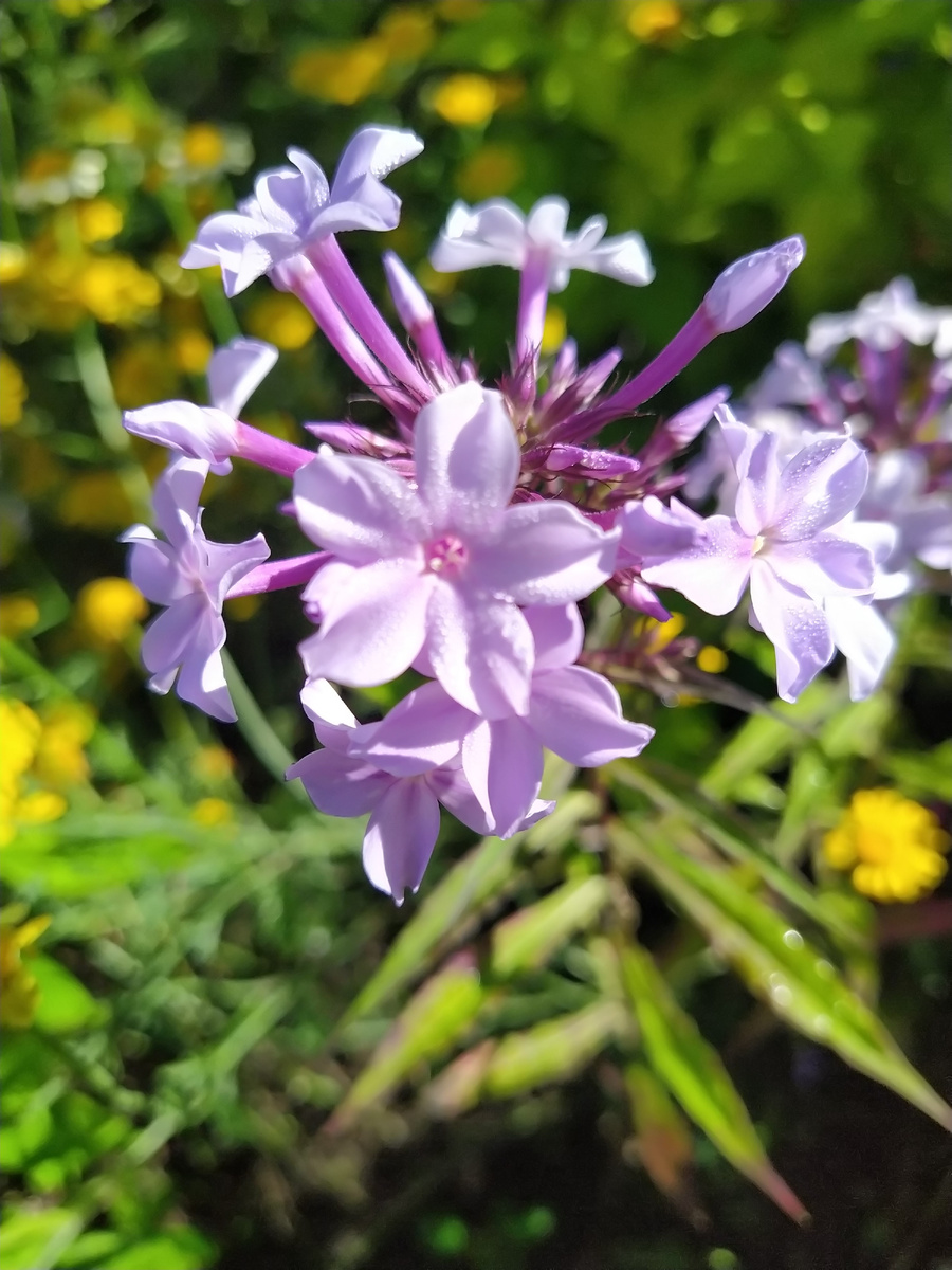 3 Флокс Флидеренциан на фоне антемиса