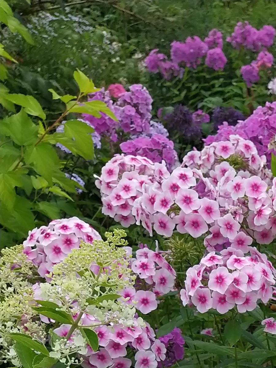 7 Флоксы, гортензия. 5 фото, листайте