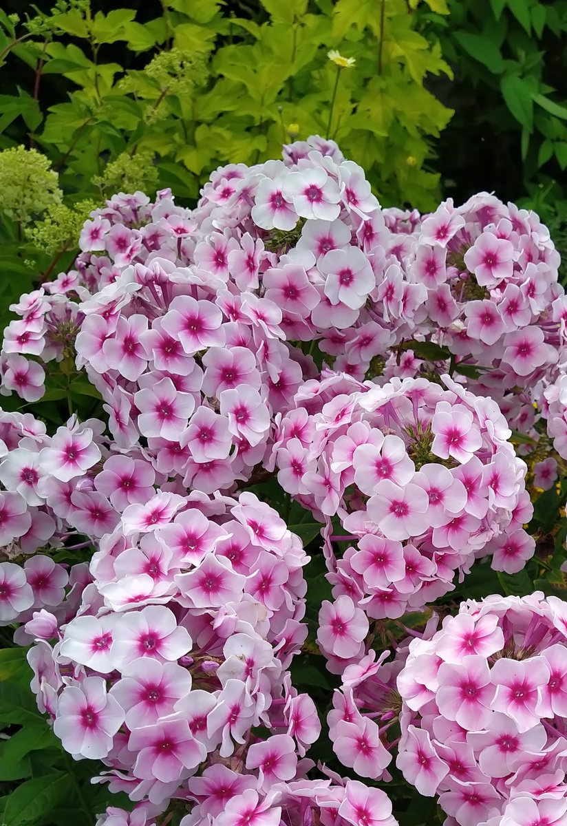 8 Флокс Румяный, гортензия и пузыреплодник