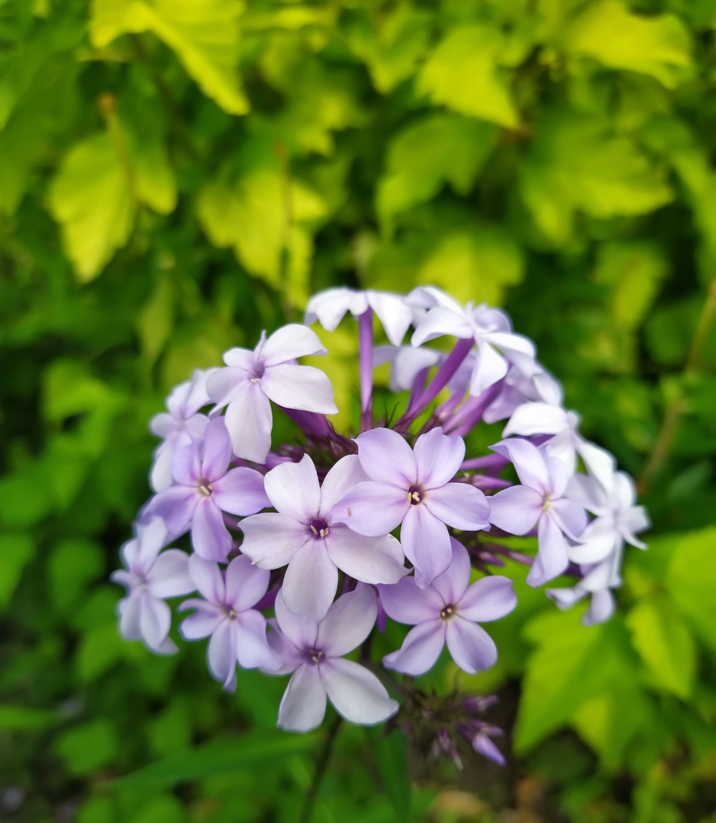 9 Флокс Флидеренциан и  пузереплодник Лютеус