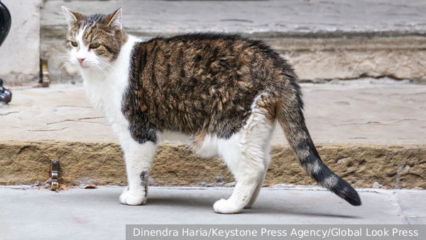    Фото: Dinendra Haria/Keystone Press Agency/Global Look Press   
 Текст: Валерия Городецкая