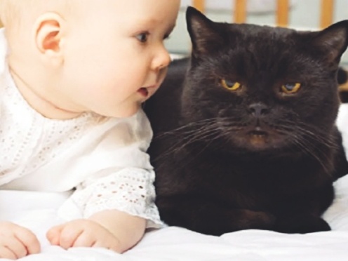 Только котики и никого больше. Правда ли, что кошатники не любят детей