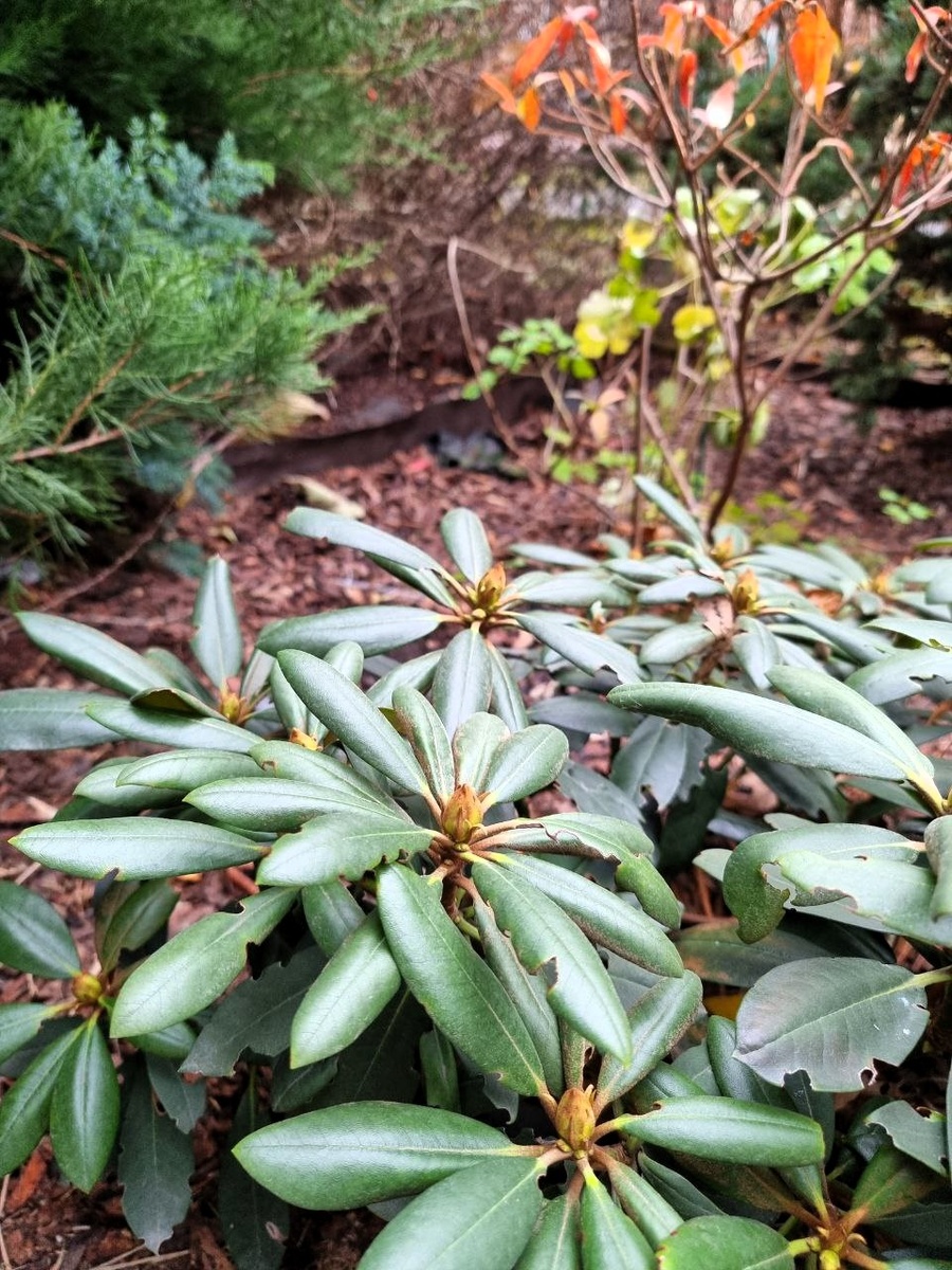 Московский двор. Декабрь.