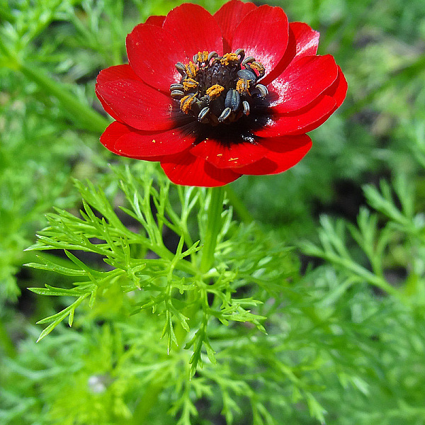 Адонис кроваво-красный