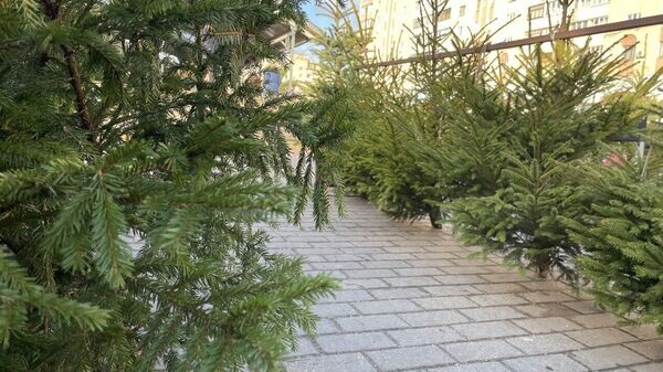    © Sputnik / Татьяна Федоренко