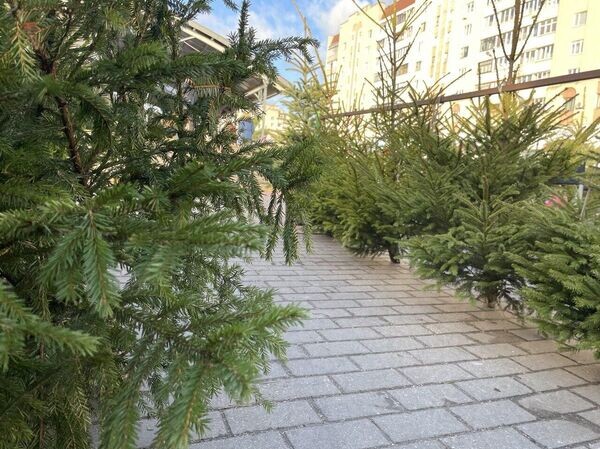 Елочные базары начнут работать в Минске с 22 декабря