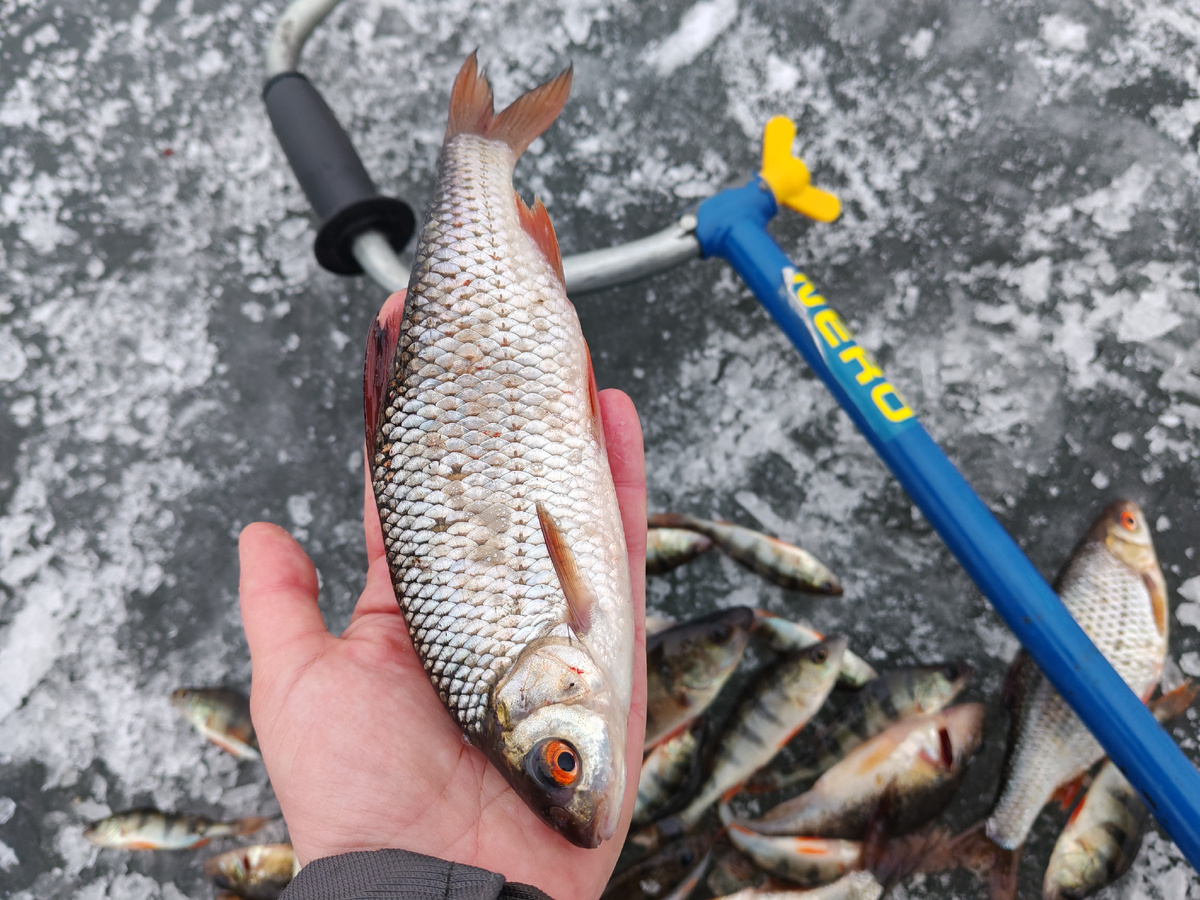 Прошлогодняя Аленка