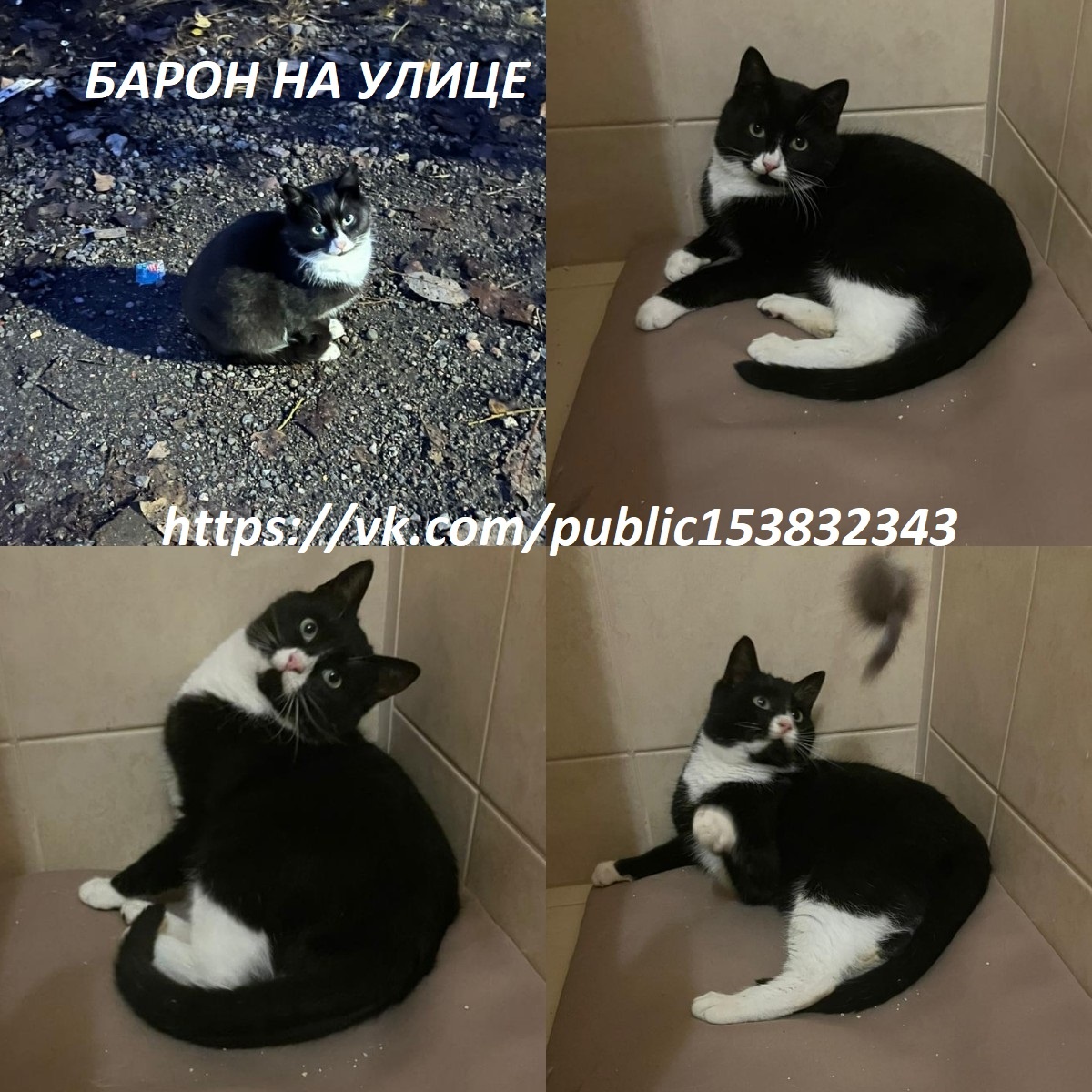 Единственный выживший котёнок, дождавшийся помощи, остальные 5 его братьев и сестёр погибли под колёсами авто дачников 😿