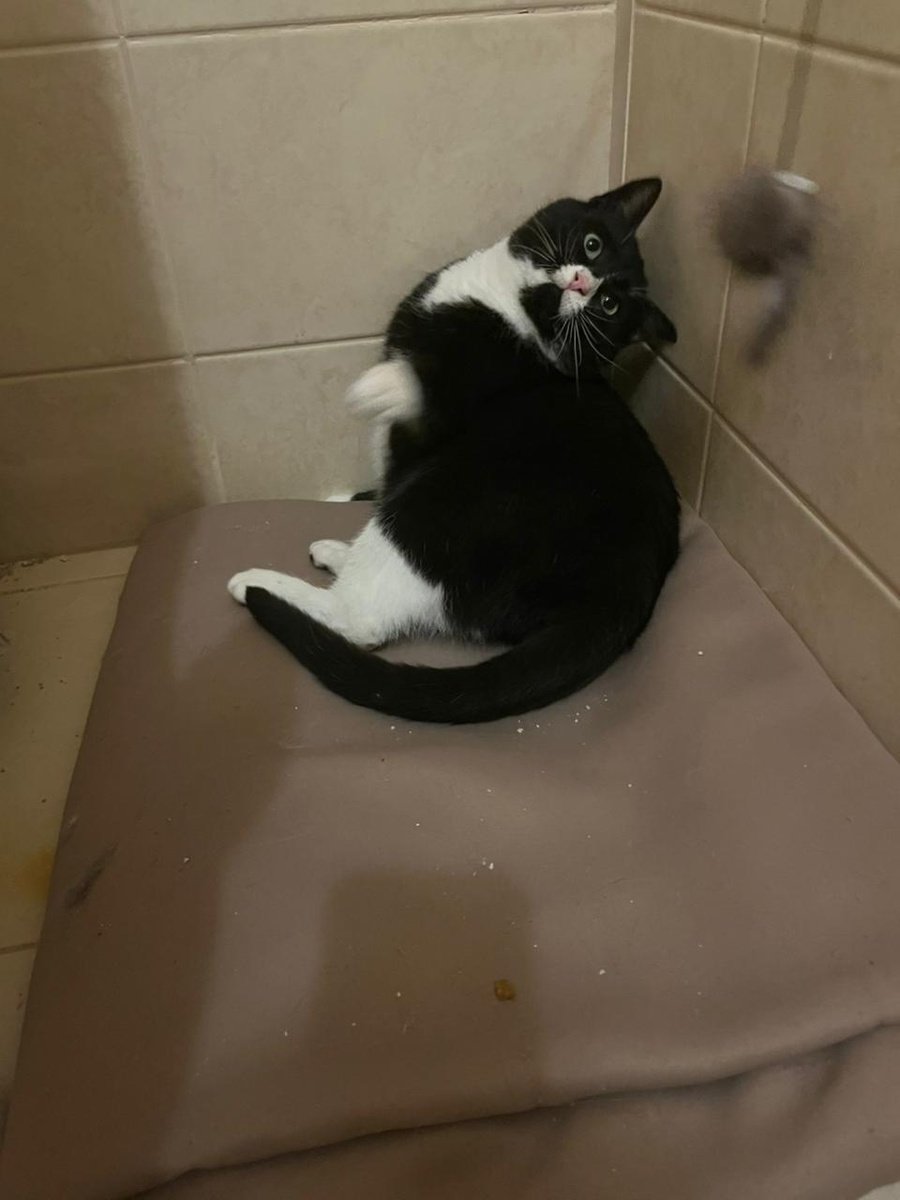 Единственный выживший котёнок, дождавшийся помощи, остальные 5 его братьев и сестёр погибли под колёсами авто дачников 😿