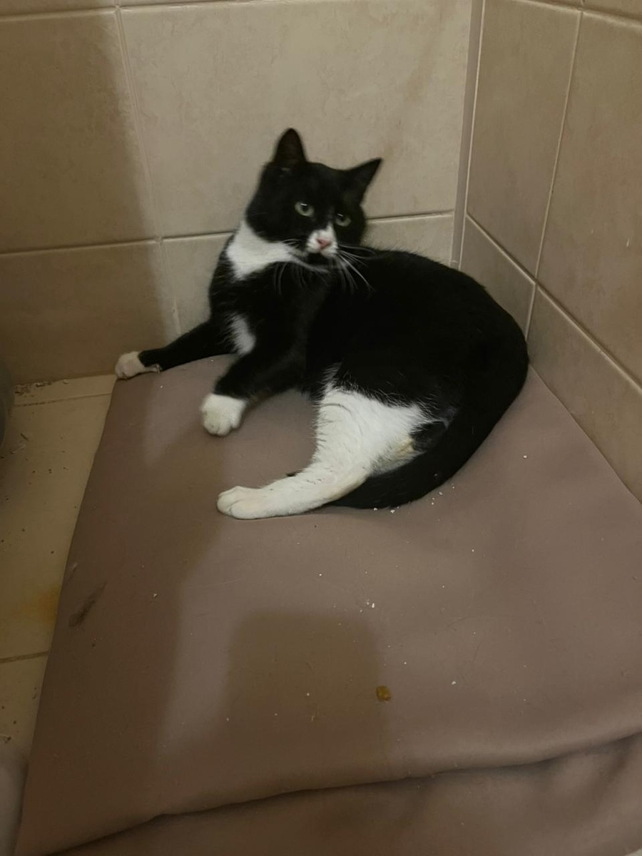 Единственный выживший котёнок, дождавшийся помощи, остальные 5 его братьев и сестёр погибли под колёсами авто дачников 😿