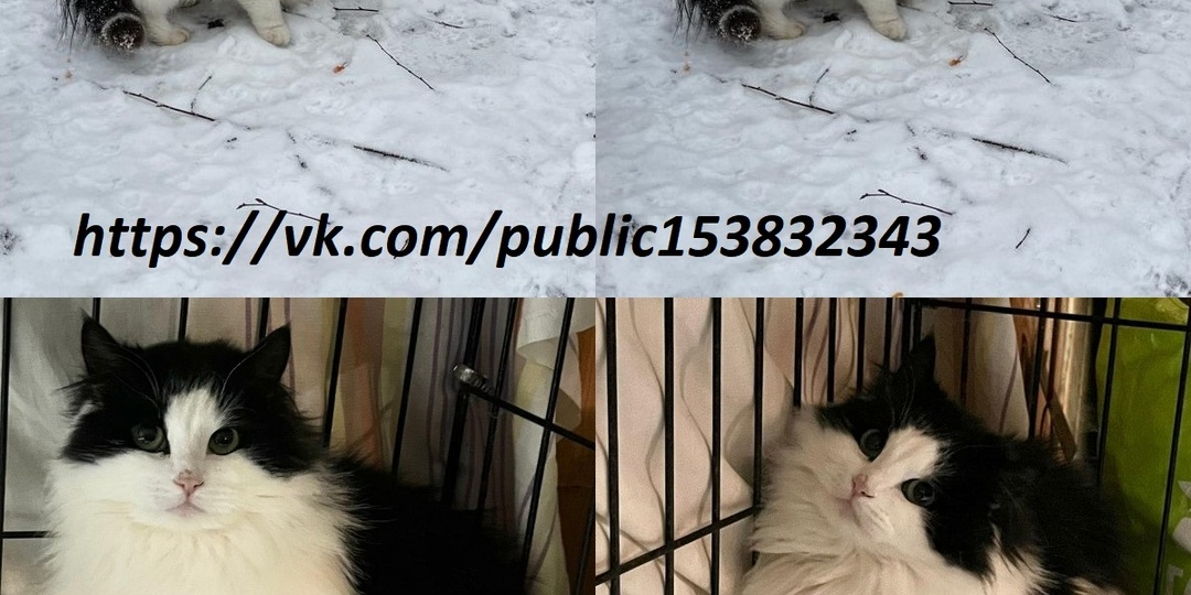 🆘СРОЧНО НУЖНА ФИНАНСОВАЯ ПОМОЩЬ НА НОВЫХ КОТЯТ!🙏