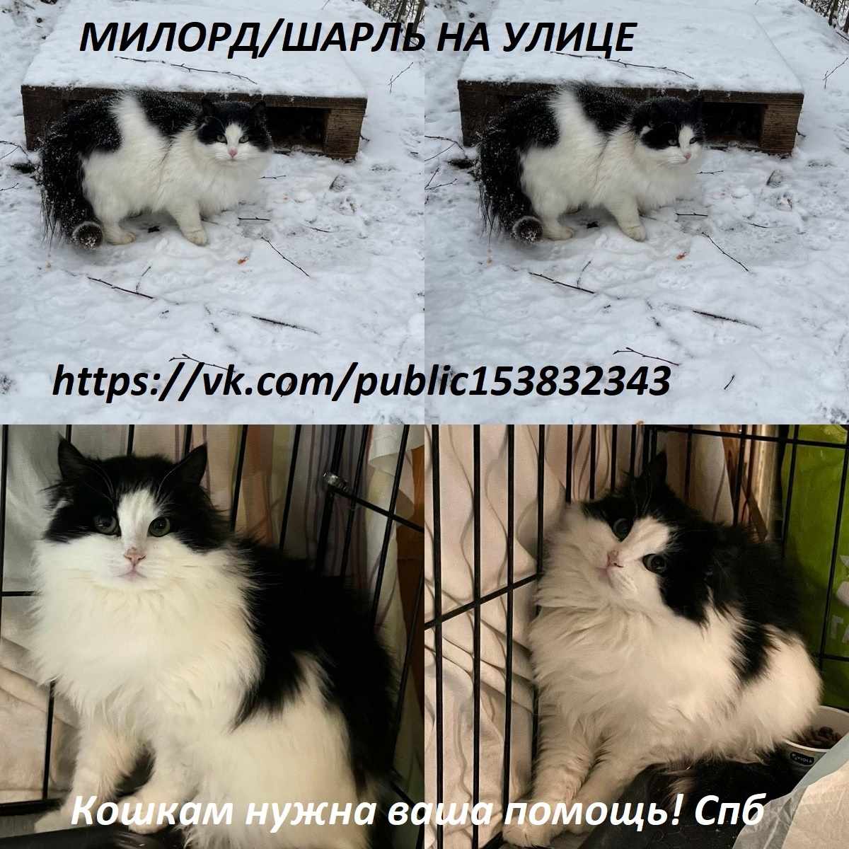 Котёнок мальчик Милорд, а второе имя у него Шарль был вывезен из садоводства.