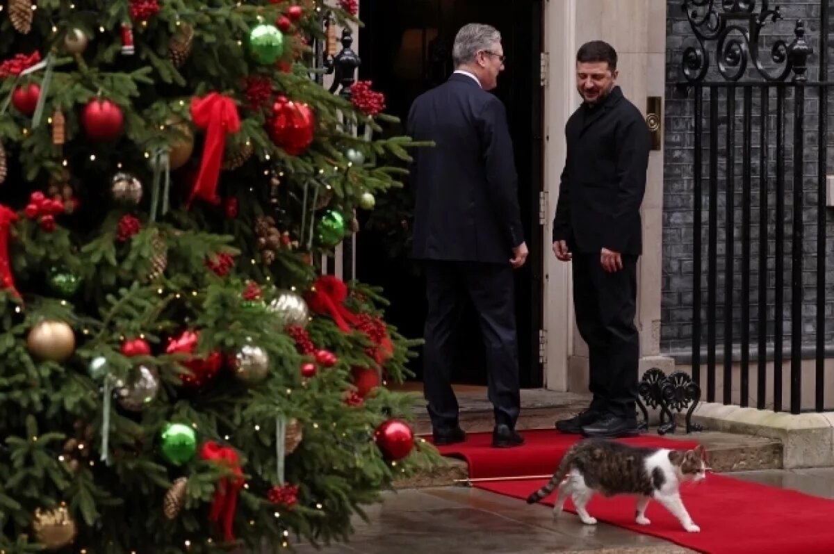    Эксперт Сиротина: кот Ларри почувствовал от Зеленского энергию смерти