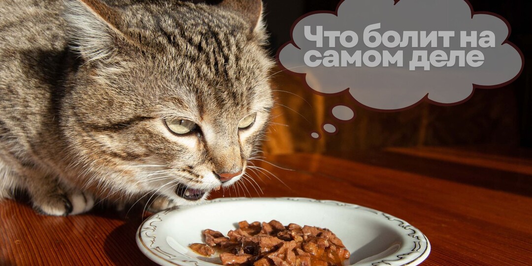 Ваша кошка ест только соус? Для её челюсти каждый кусочек — как грызть гвоздь. Какой кошмар вы пропускаете.