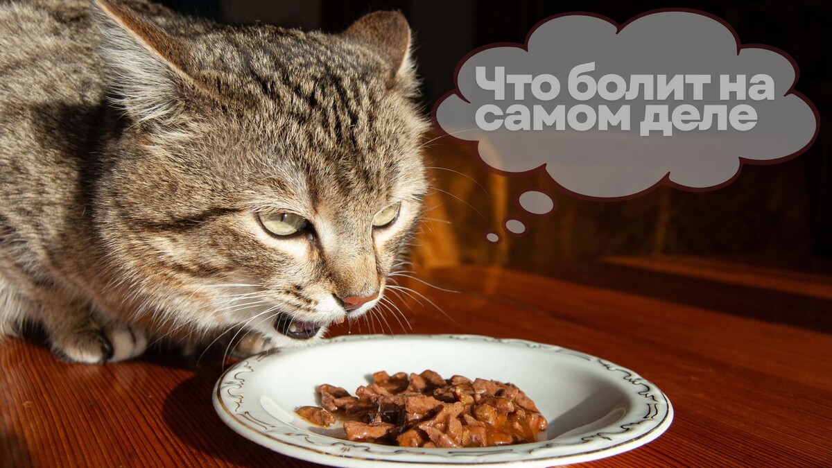 кошка оставляет кусочки в миске