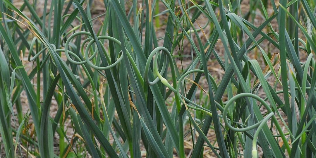 Стрелки чеснока помогают увеличить размер луковиц — Gardening Know How