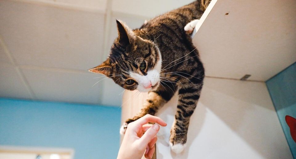    Пресс-служба Министерства сельского хозяйства и продовольствия Московской области