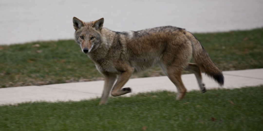 Могут ли койоты напасть на телёнка бизона? Как хищник весом 15 кг берёт добычу в 100 раз тяжелее