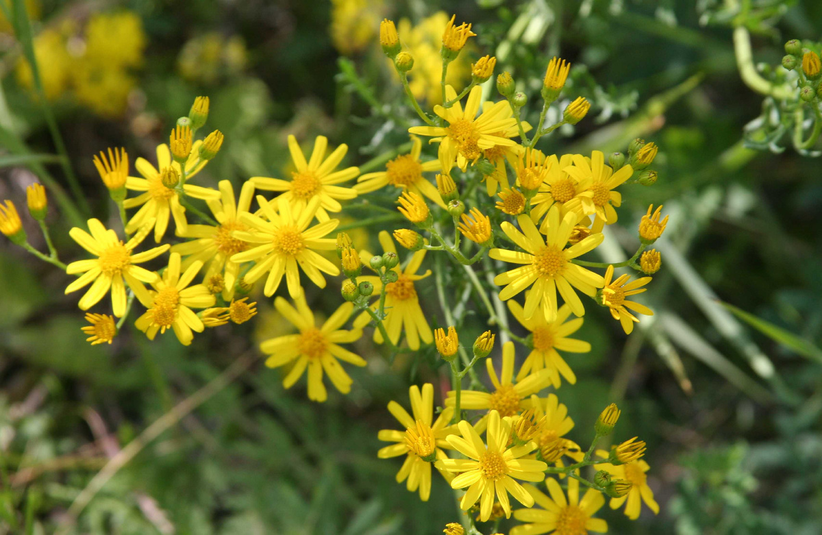 Знакомьтесь - якобея обыкновенная (фото из открытых источников)