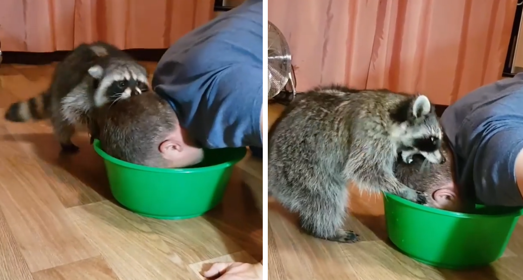 Скриншот с видео: raccoon.vitya