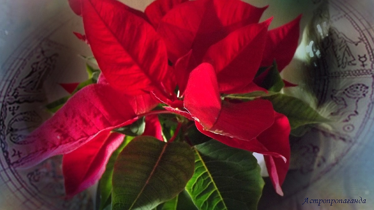 Гороскоп с 8 по 14 декабря 2025: напряженный Марс и почти гармоничный Меркурий | Недельный гороскоп